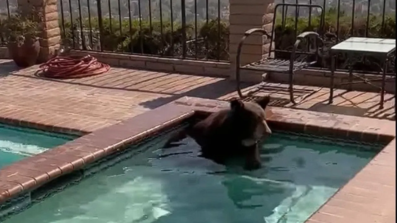 Bear caught in California homeowner's pool trying to 'beat the heat':