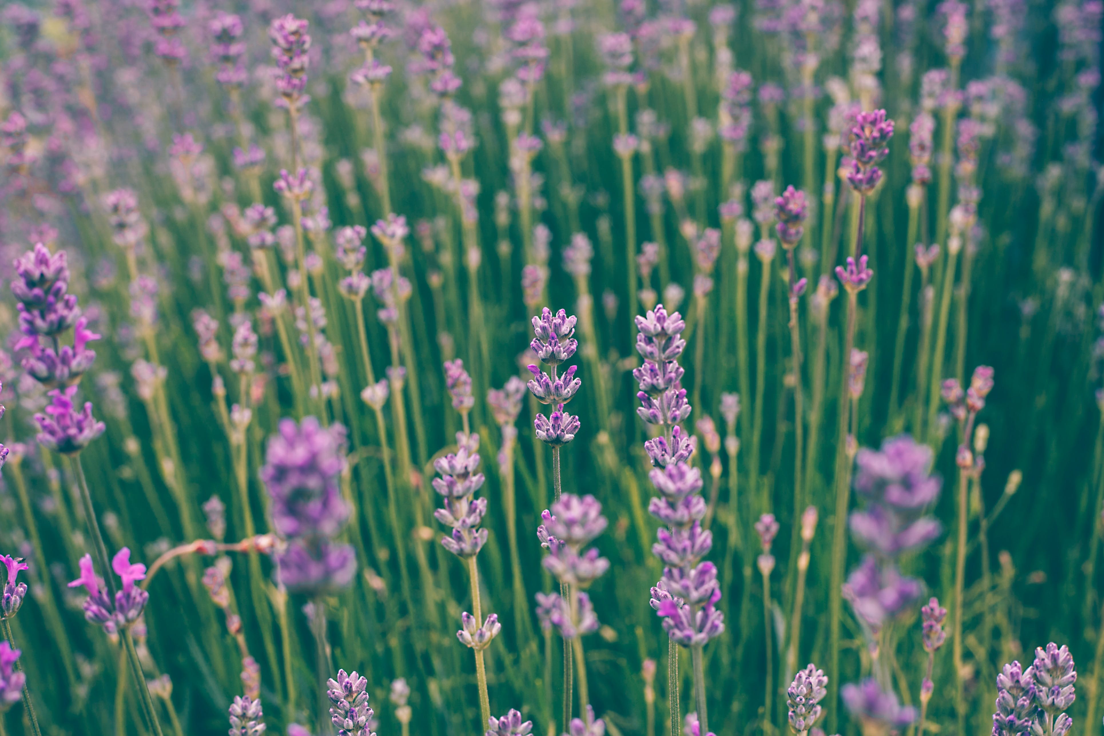 The Use of Lavender