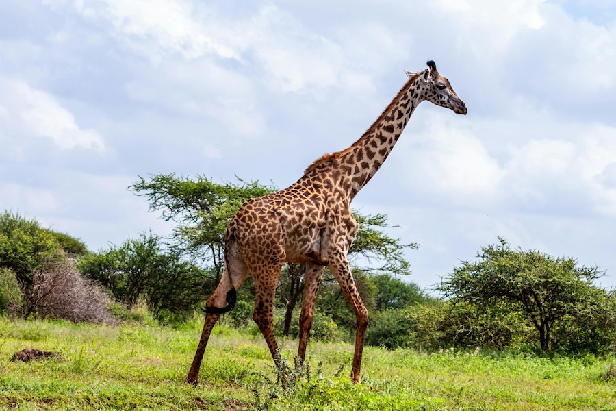 How to Plan a Trip to Kenya & Places to Visit in Kenya