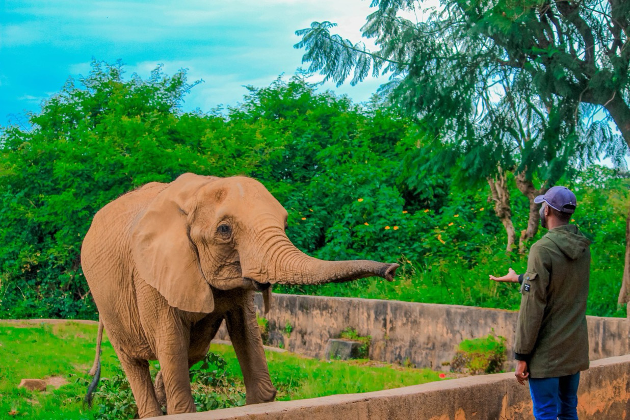 Heartwarming Reunion: Elli the 40-Year-Old Elephant Reunites with Former Caregiver at Jos Wildlife Park