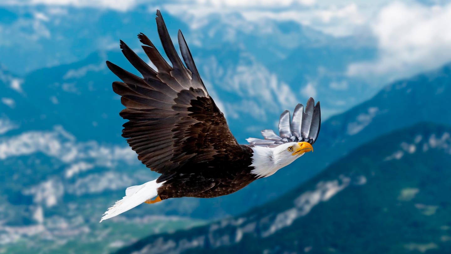 The Wisdom Of Eagles: Mindfulness Lessons For Leadership And Life