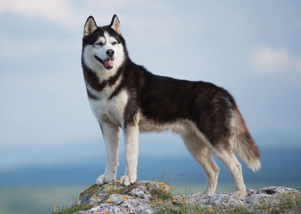 BLUEPRINTS OF DESTINY: THE RARE SIGNATURE OF CANINE NOSE PRINTS.