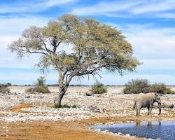 Day 6: Africa's Wildlife Reserves; Etosha National Park 