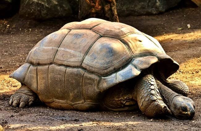 Why the Tortoise has a Cracked Shell