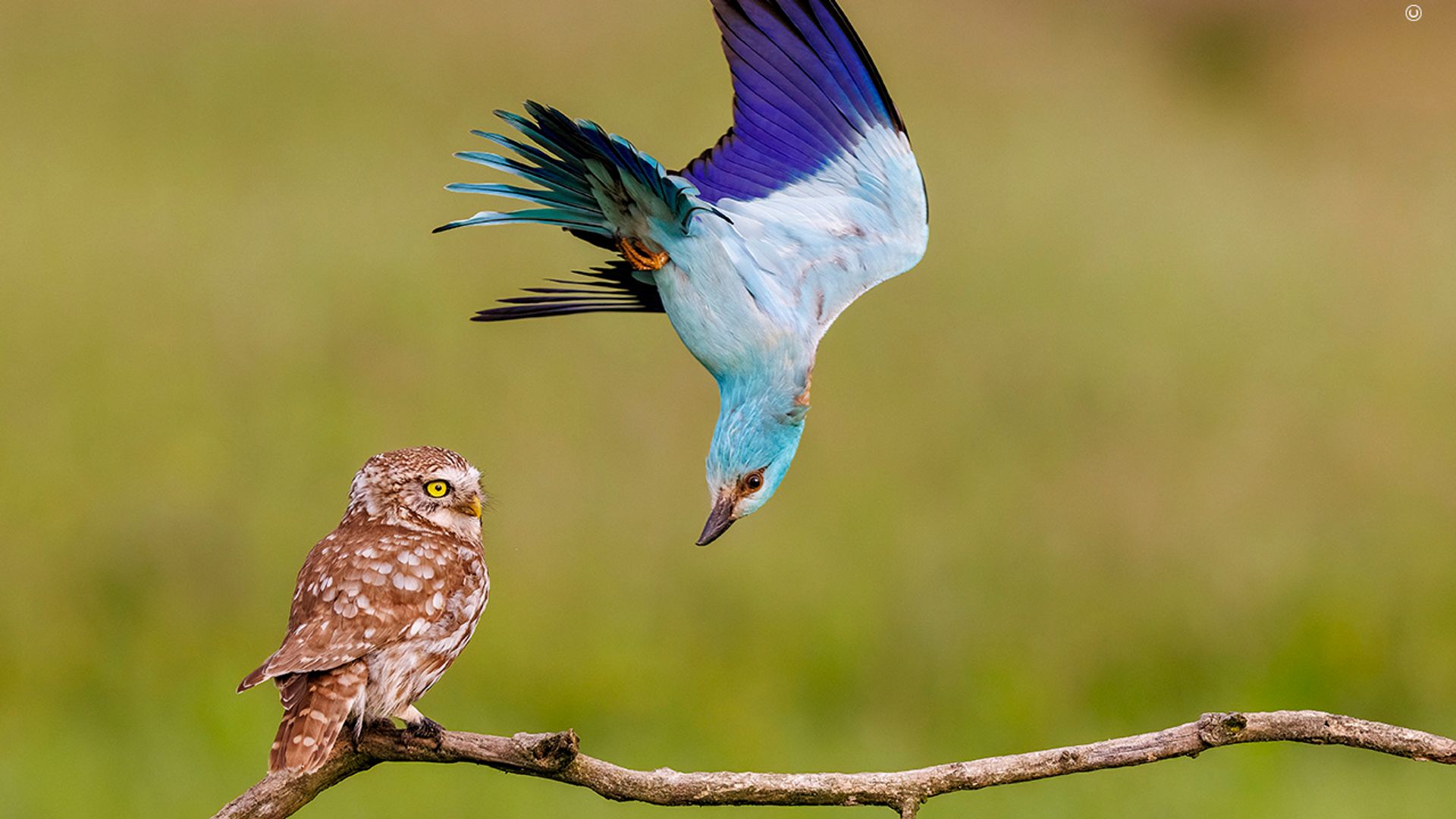 The 25 breathtaking images shortlisted for a top wildlife photography award