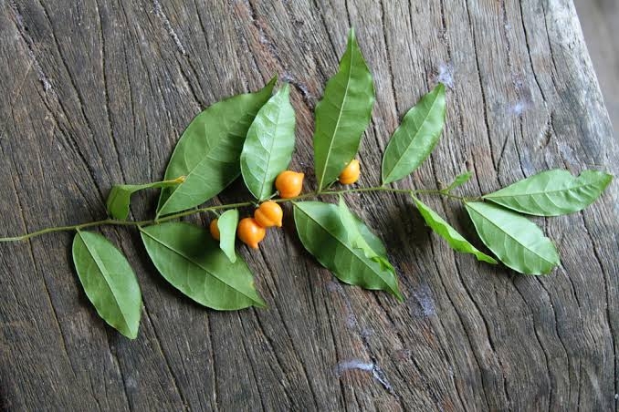 Day 3: Long forgotten herbs from my culture; Carpolobia