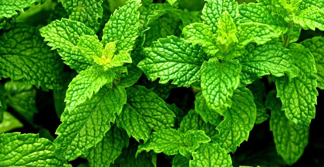 You Need These Herbs in Your Home