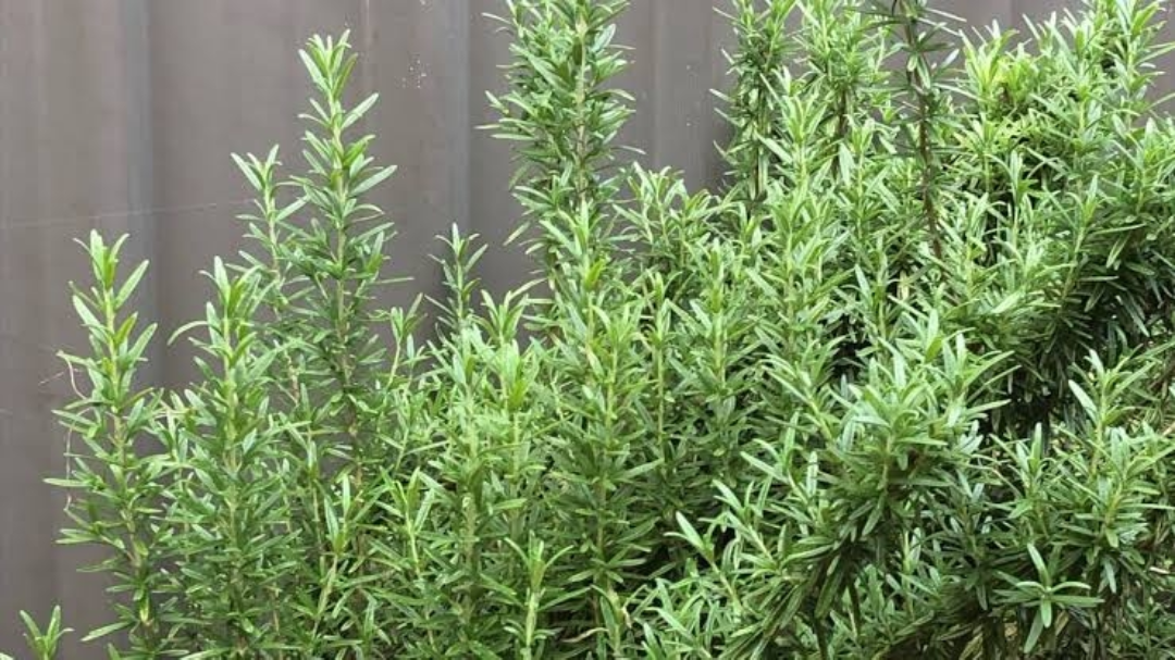 Day 6: Exploring Historical Herbs; Rosemary 