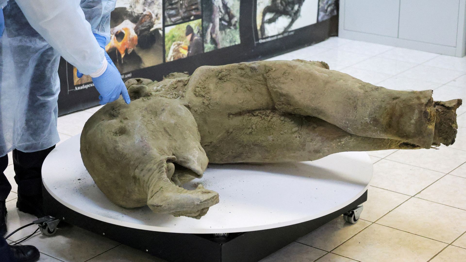 Remains of 'remarkably well preserved' baby mammoth unveiled by scientists