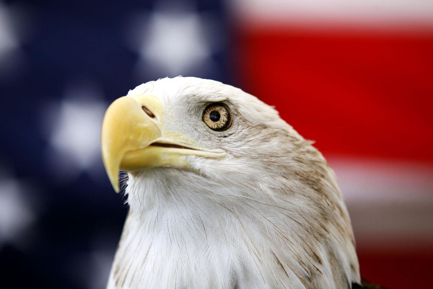 Biden signs bill officially making bald eagle national bird of U.S.