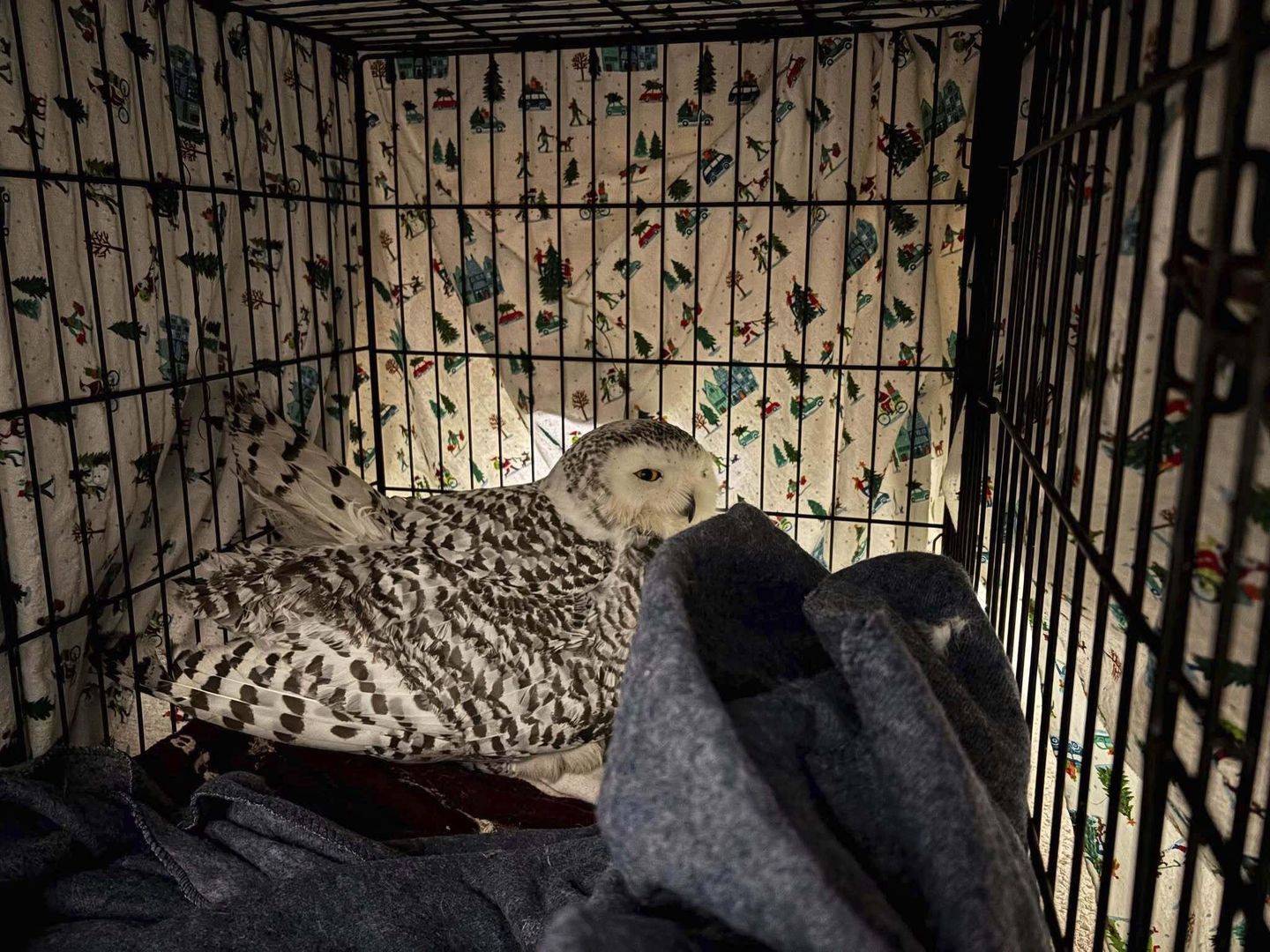 Snowy owl rescued from car grille by Minnesota woman who saved another bird hours earlier