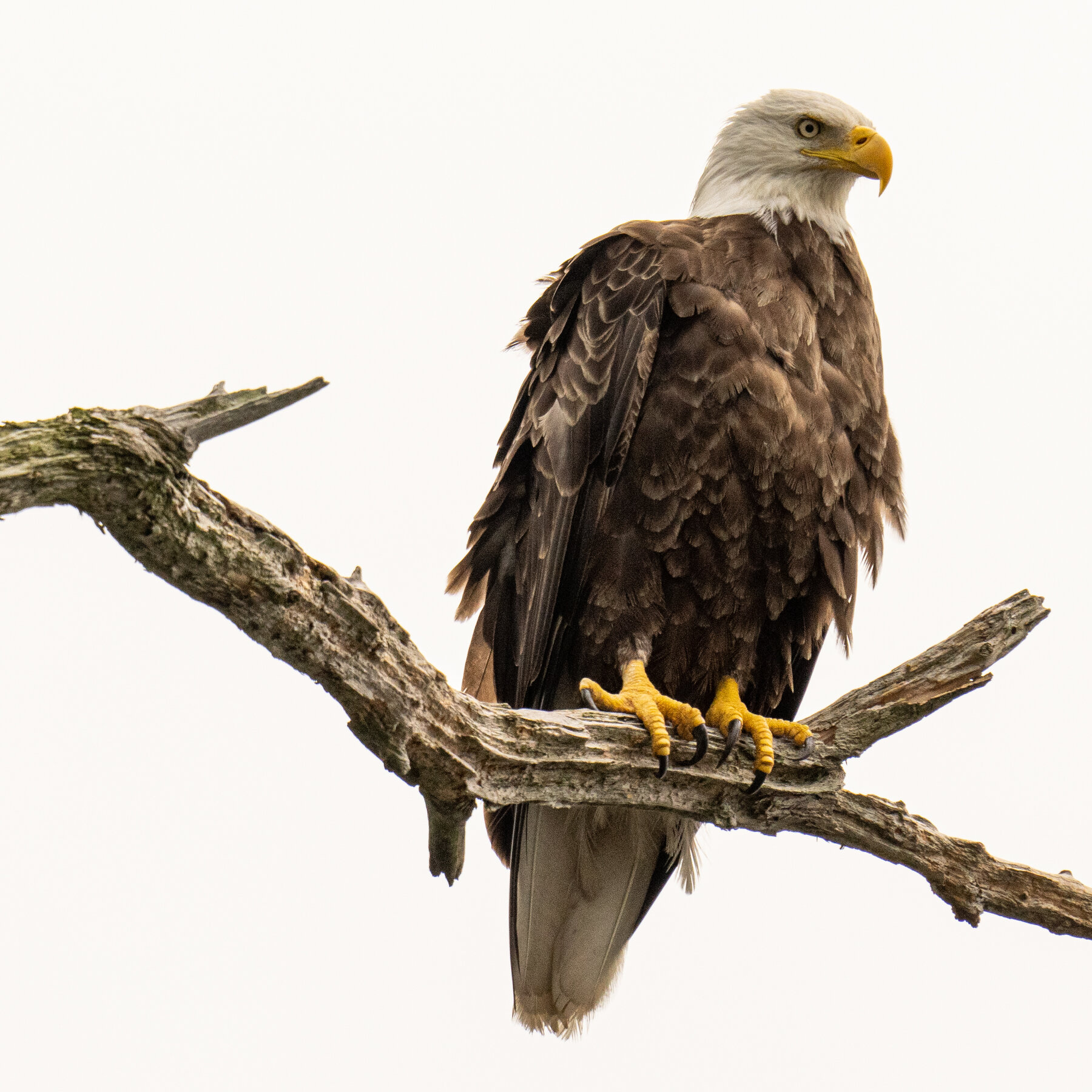 The Bald Eagle Is (Finally) the National Bird of the United States