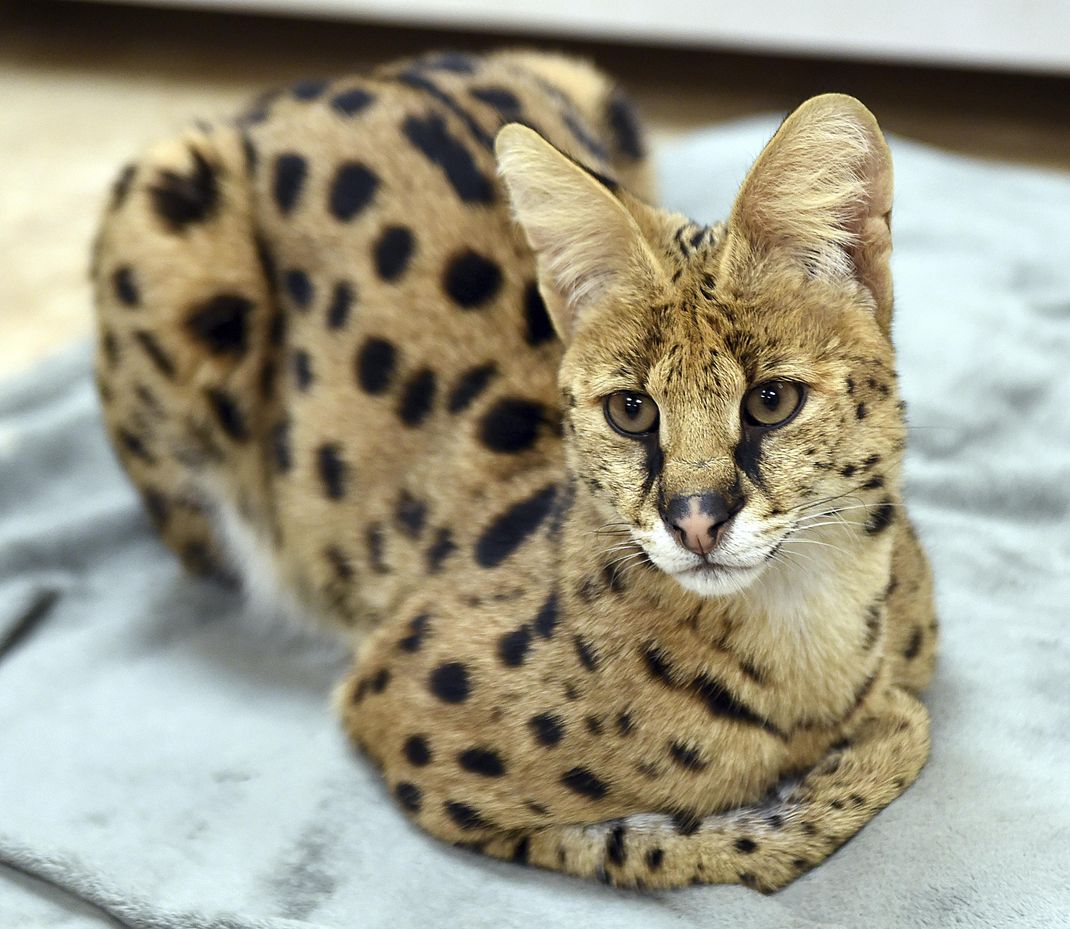 Bird flu kills 20 big cats at Washington Wildlife Refuge