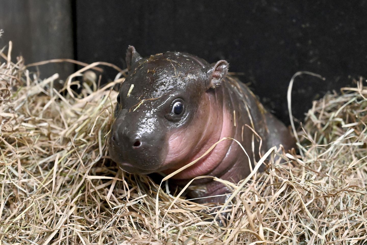 A Virginia zoo welcomes newborn pygmy hippopotamus as year ends