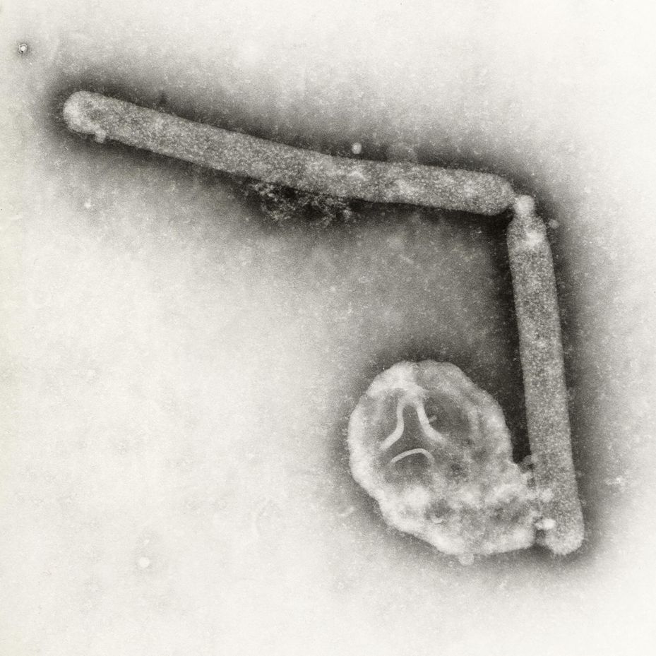 Bird flu virus likely mutated within a Louisiana patient, CDC says