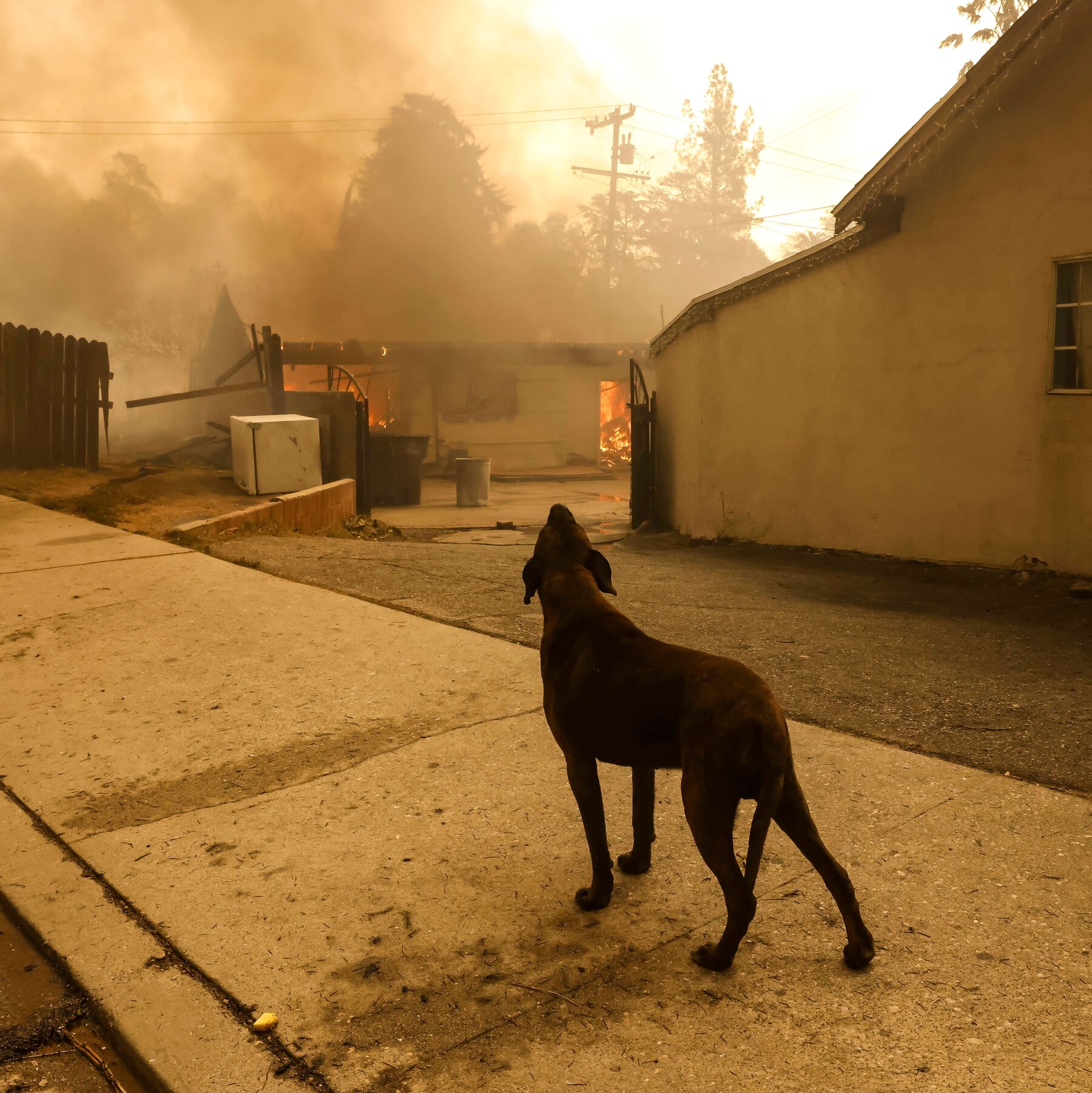 Los Angeles Animal Shelters Struggle With Influx of Displaced Pets