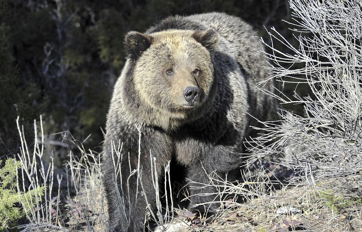 Western Republicans rip Biden's eleventh-hour refusal to delist grizzlies