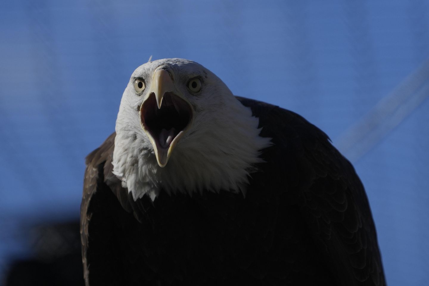 American bald eagles are having a moment, ecologically and culturally