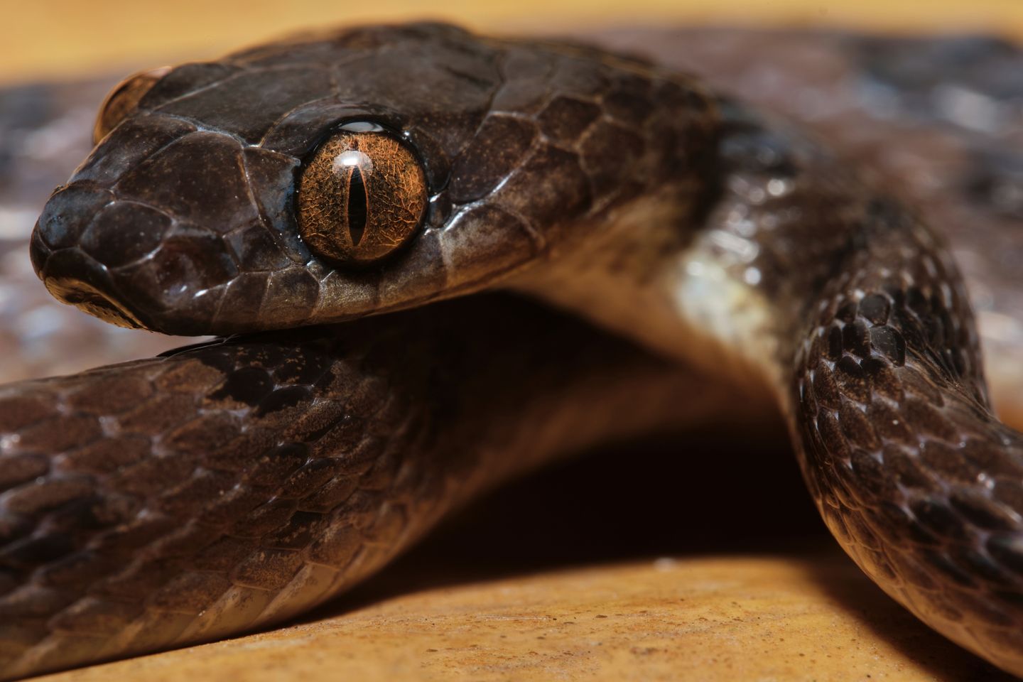 Venomous snake native to South America found in banana shipment at New Hampshire grocery store