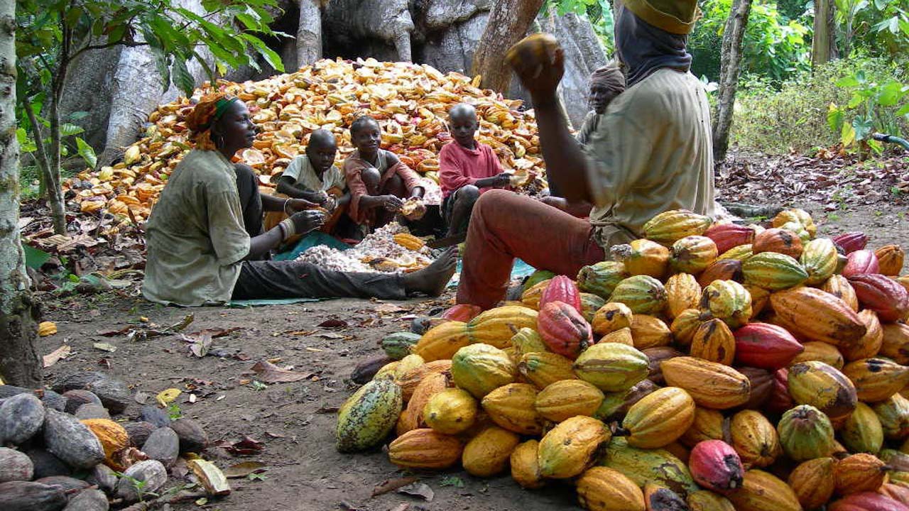 Nigeria eyes $9b from cocoa as UK seals $40.5m deal with local firm