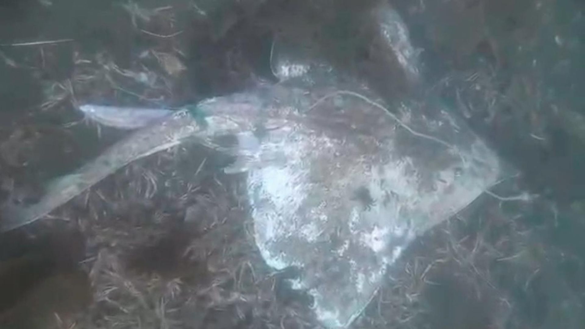 Video shows thousands of dead fish dumped on seabed after getting caught in trawl nets