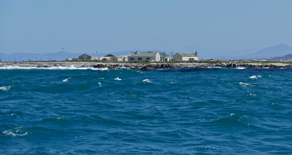 Dassen Island: A Seabird Sanctuary off the West Coast