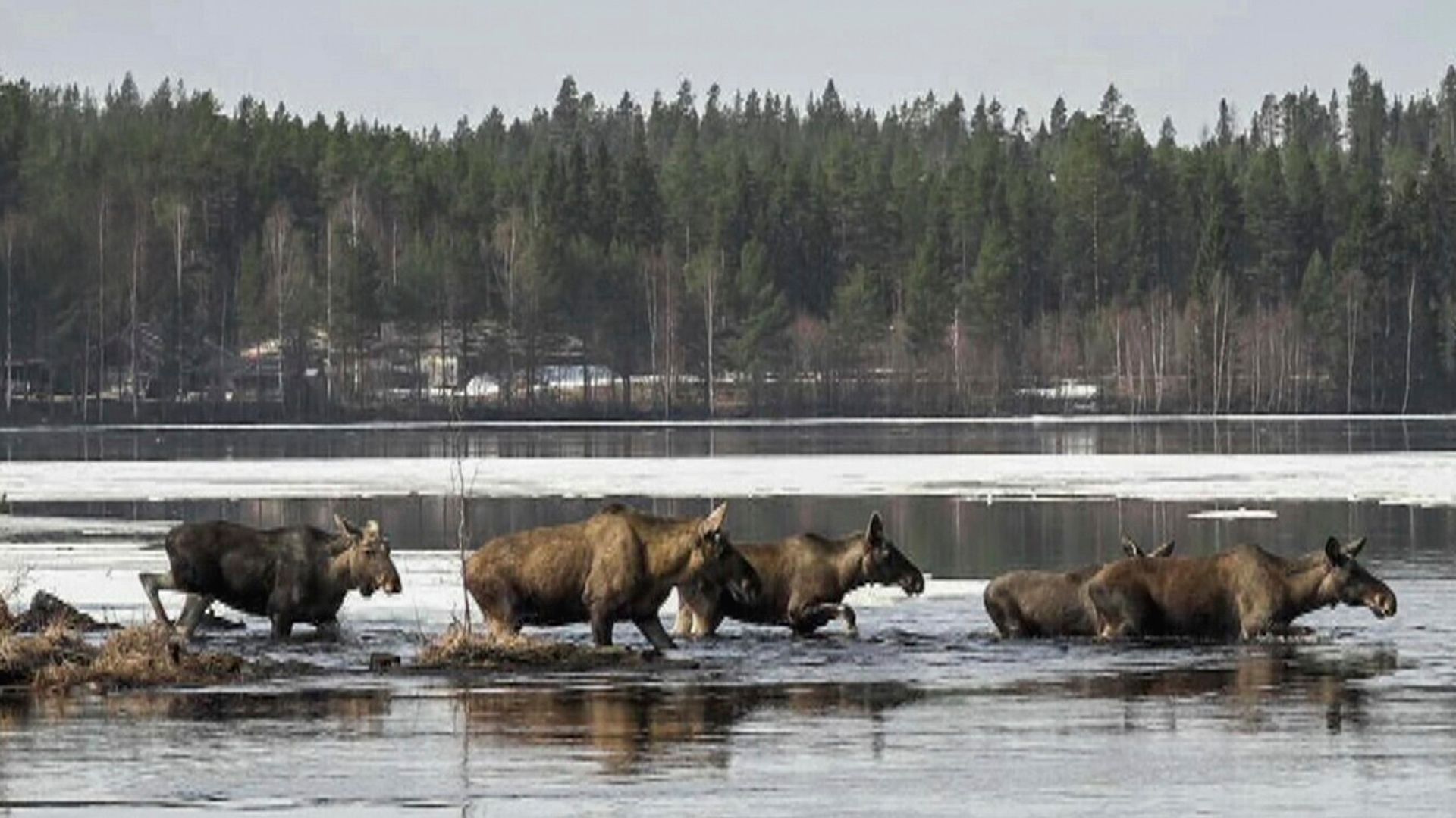 Millions tune in to see 24-hour live coverage of annual moose migration