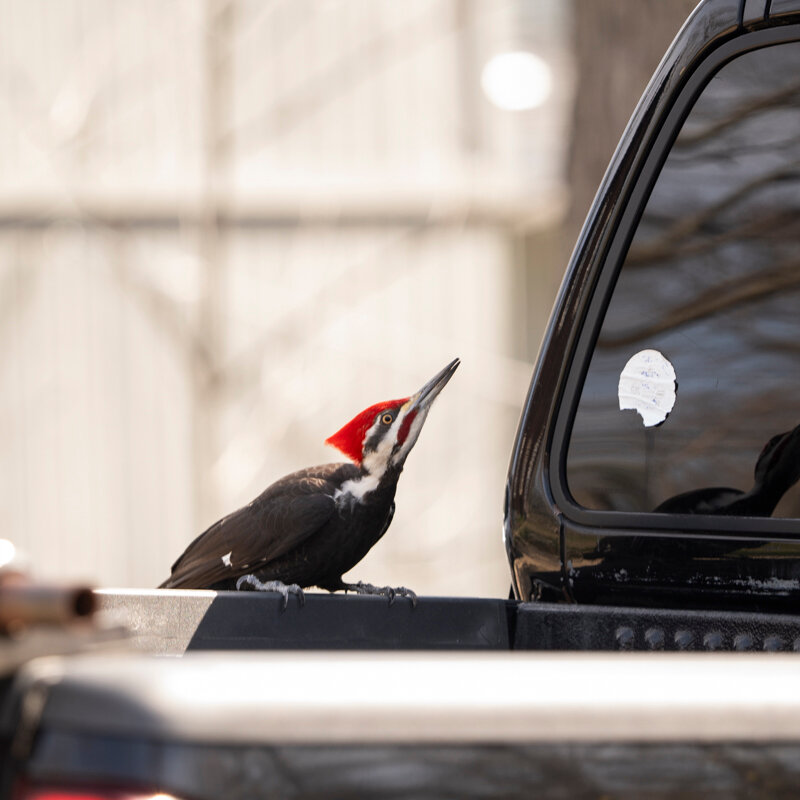 A Coastal New England Towns Ornery Vandal: A Woodpecker