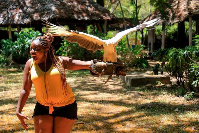 Malindi Falconry – A Bird Lover's Paradise