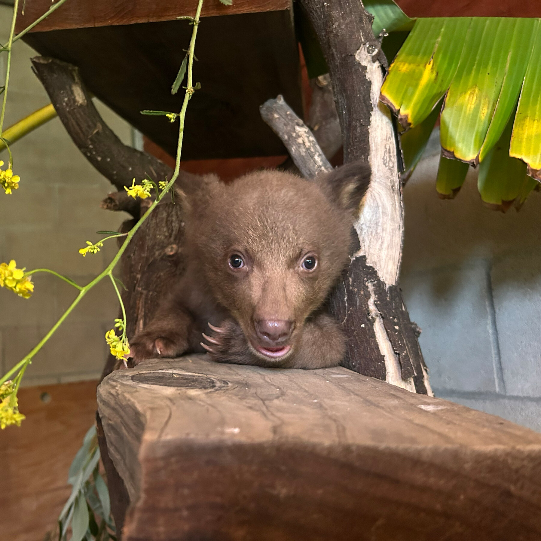 Baby Bear Learns How to Be Wild From Humans in Fur