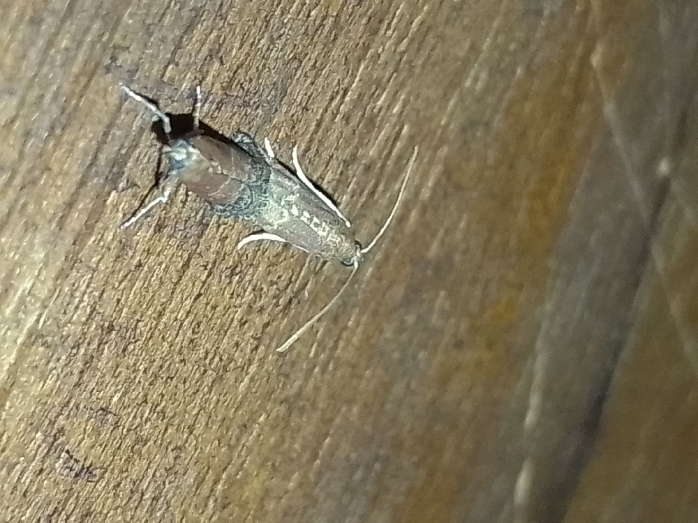 Mothing
