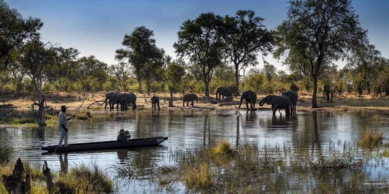 Khwai River — A Wild Border Where Nature Performs Unscripted