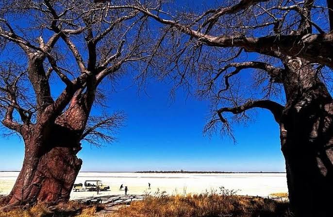 Baines Baobabs – Where Time Stands Still in Stone and Shadow