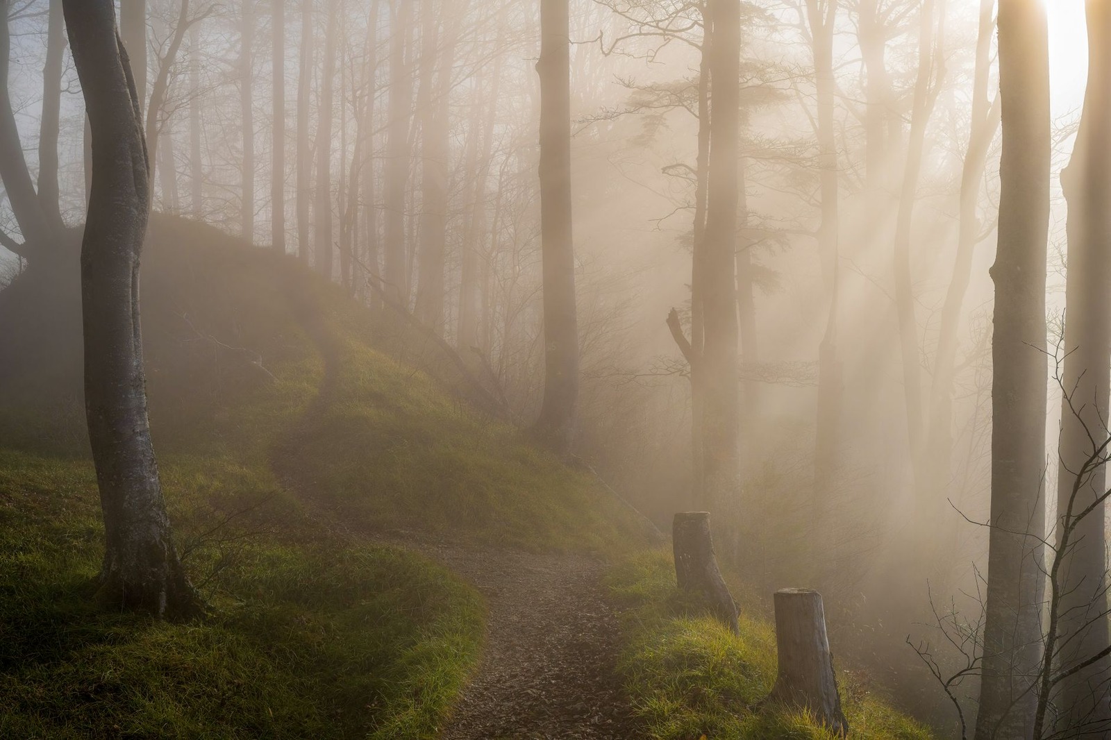 Fog turns every forest into a cathedral.