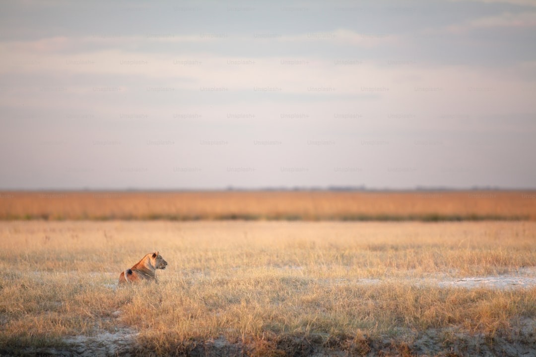 That title caught my eye. I lived in Botswana for two years doing...