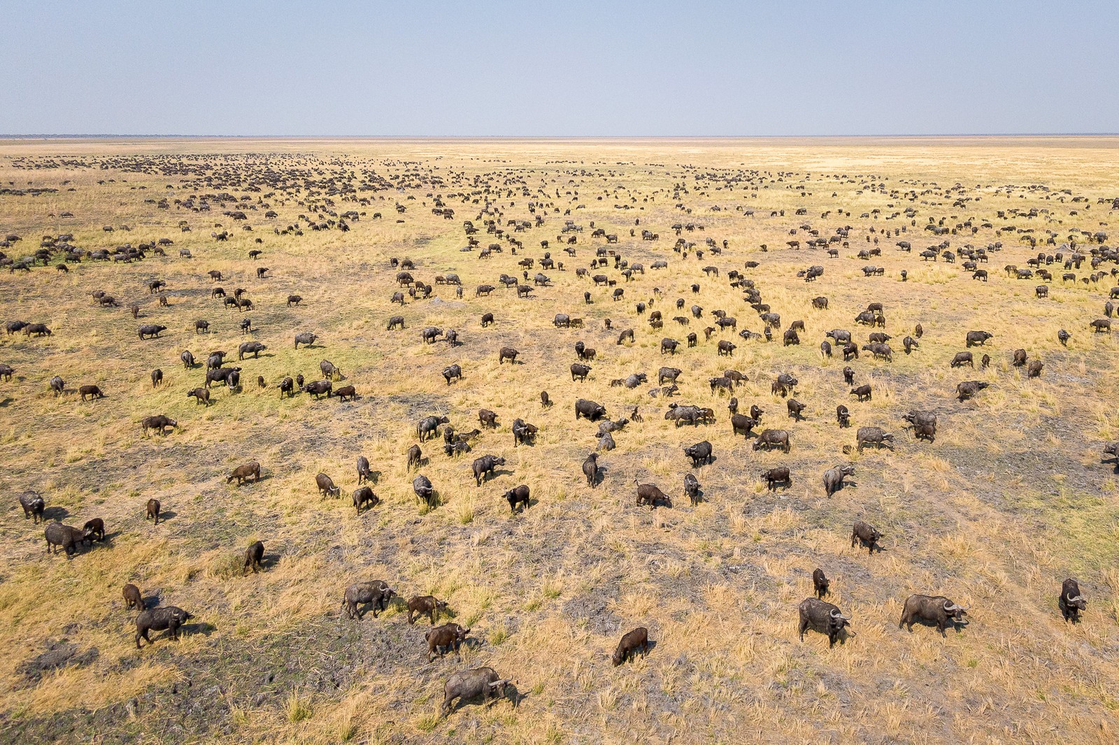 I spent three weeks camping along the edge of the Mababe Depression a few...