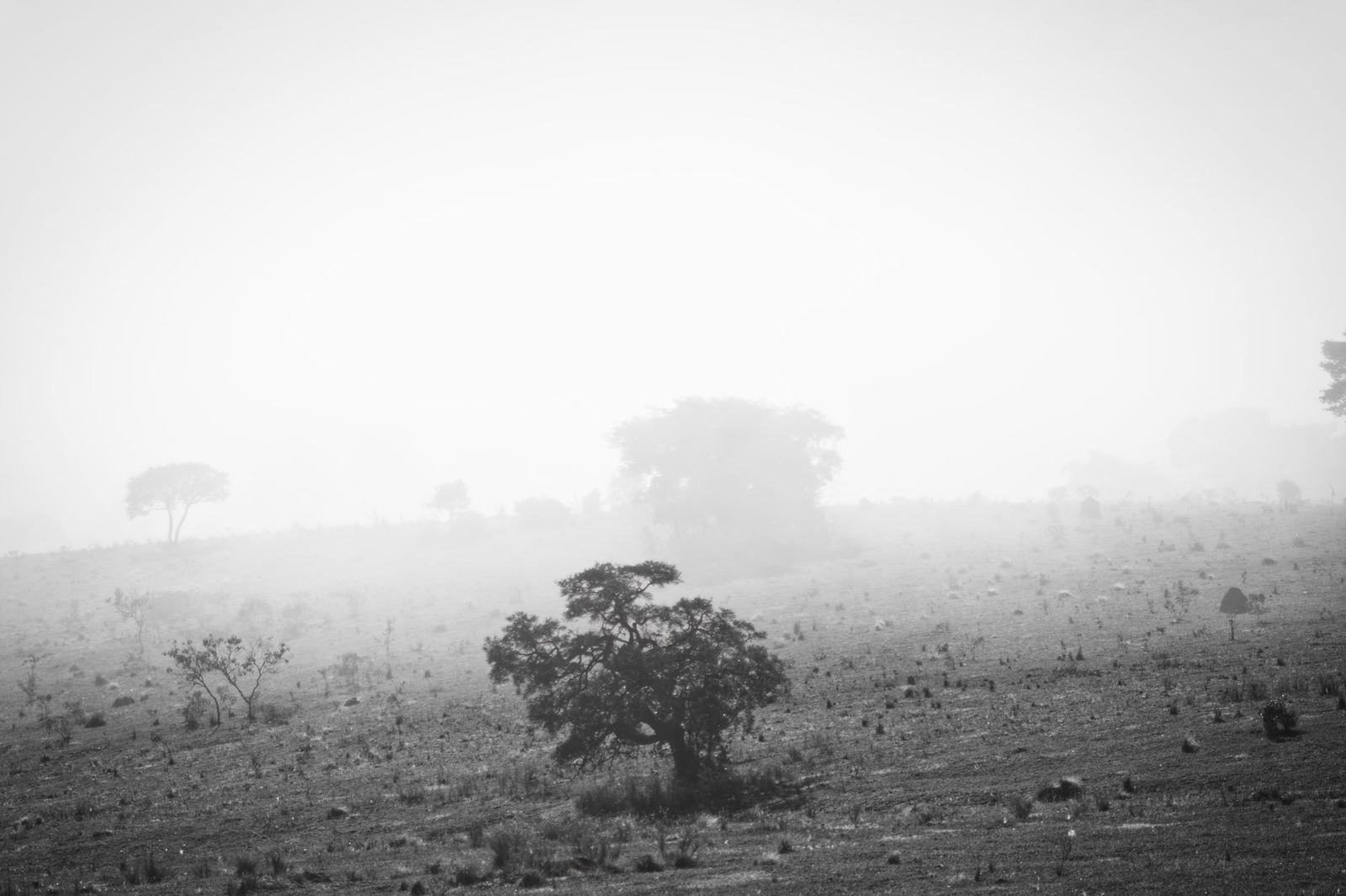 Unpopular opinion: sunsets are overrated. Give me a foggy morning over a...