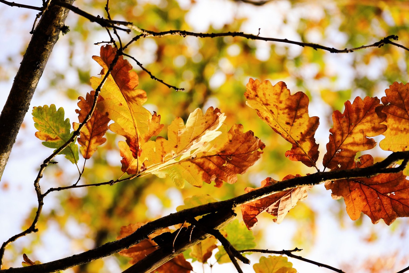 I have been photographing the same oak tree for three years. Different...