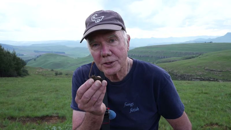 High-Altitude Magic: Meet Africa’s Psilocybe maluti
